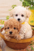 Beverly P33-193 Jigsaw Puzzle Puppies in a Pot (300 Pieces)