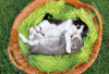 Epoch 26-355s Jigsaw Puzzle Goodnight Kittens (300 Pieces)