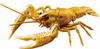 Fujimi Research Series Procambarus Clarkii / Louisiana Crawfish (Golden) Plastic Model