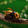 Kaiyodo Revogeo Japanese Giant Hornet Figure