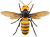 Kaiyodo Revogeo Japanese Giant Hornet Figure