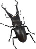 Kaiyodo Revogeo Giraffe Stag-Beetle Figure