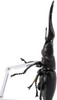 Kaiyodo Revogeo Giraffe Stag-Beetle Figure