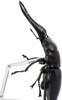 Kaiyodo Revogeo Giraffe Stag-Beetle Figure