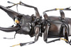 Kaiyodo Revogeo Giraffe Stag-Beetle Figure