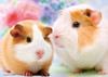 Beverly P88-036 Jigsaw Puzzle Guinea Pig Friends (88 Pieces)