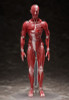 FREEing figma Human Anatomical Model