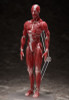 FREEing figma Human Anatomical Model