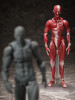 FREEing figma Human Anatomical Model