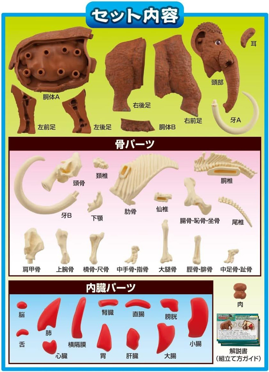 3D Anatomy Puzzle Mammoth