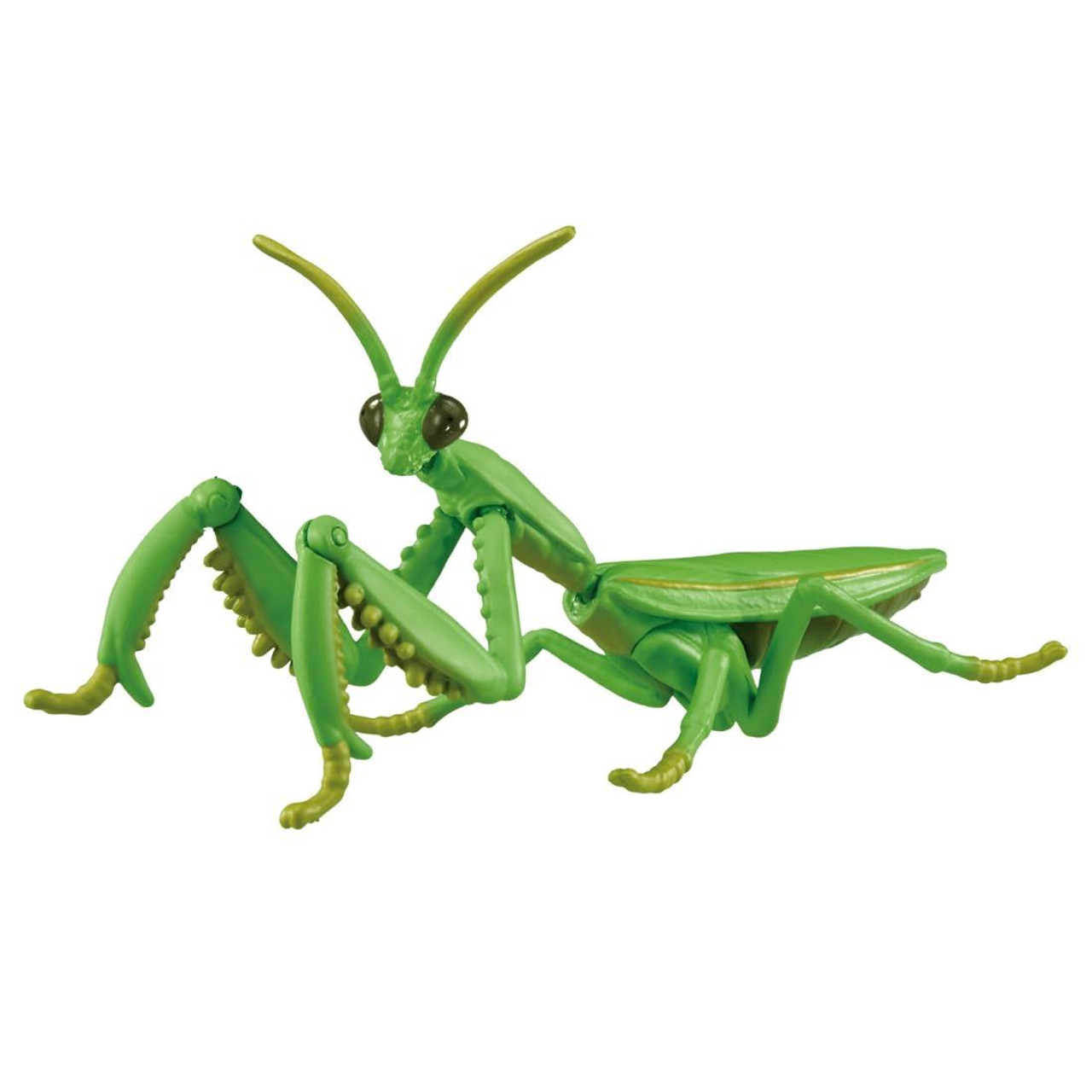 パンゲア Fig&Insects 8oz Ania Giant Mantis