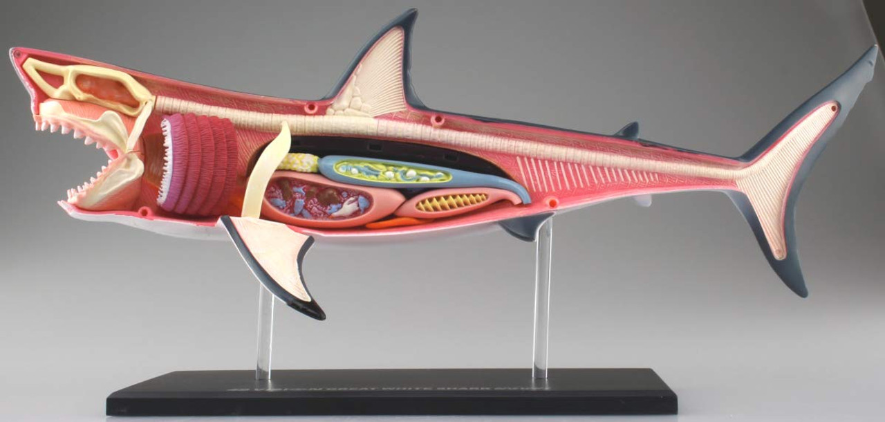 Illustrated Periodontal Surgery 西川雄島著 Illustrated Periodontal Microsurgery: Advanced Technique