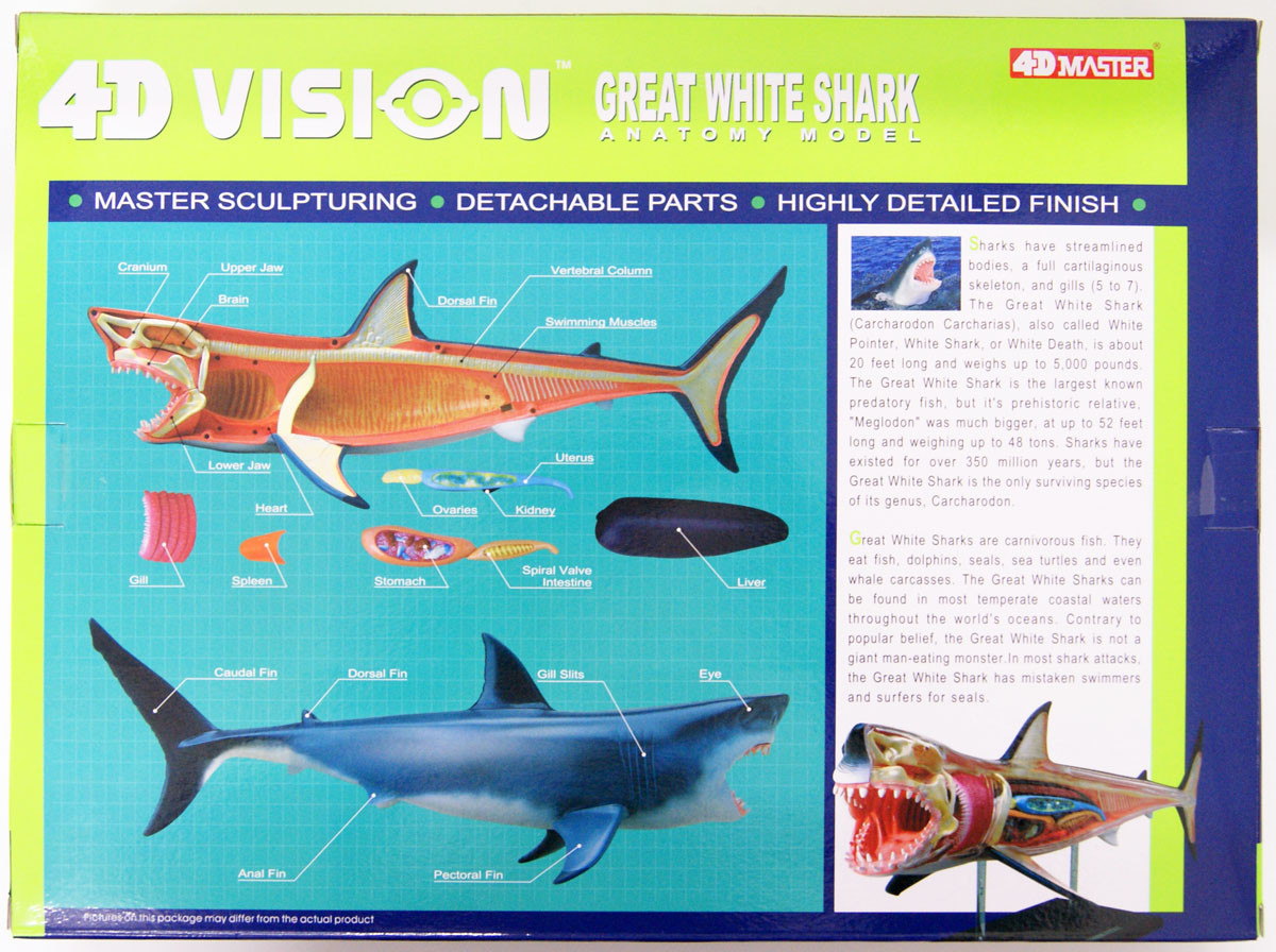 Aoshima 4D Vision No.2 Great White Shark Anatom | PlazaJapan