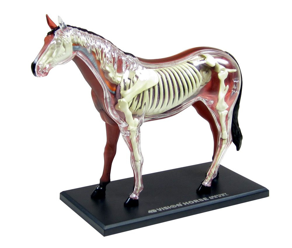 Aoshima 4D Vision No.4 Horse Anatomy Model | PlazaJapan