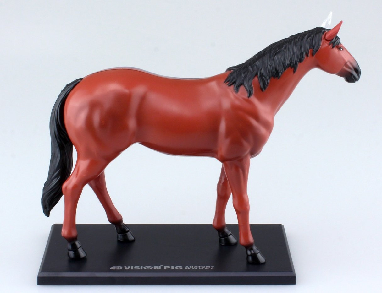 Aoshima 4D Vision No.4 Horse Anatomy Model | PlazaJapan