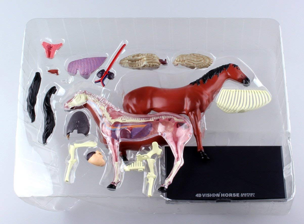 Aoshima 4D Vision No.4 Horse Anatomy Model | PlazaJapan