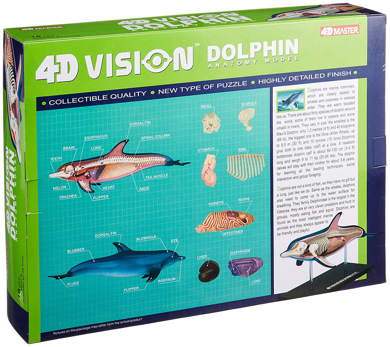 Aoshima 4D Vision No.7 Dolphin Anatomy Model No | PlazaJapan