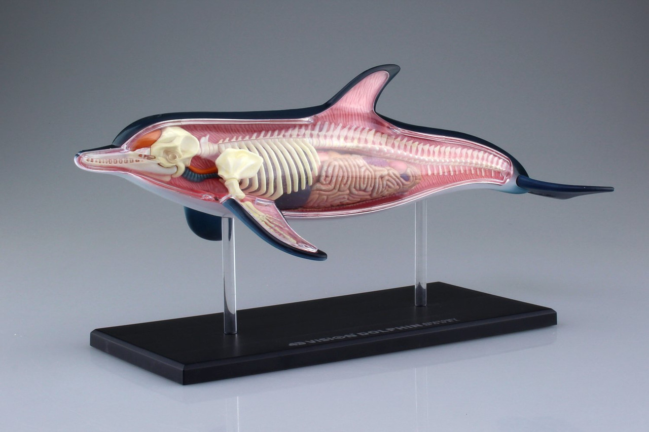 Dolphin様 オーダー中 Aoshima 4D Vision No.7 Dolphin Anatomy Model No | PlazaJapan