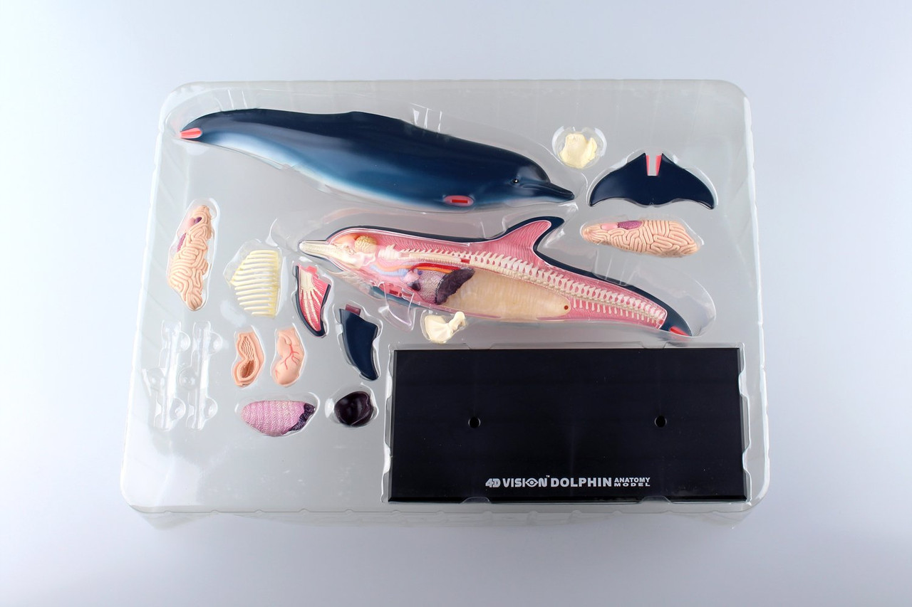 Aoshima 4D Vision No.7 Dolphin Anatomy Model No | PlazaJapan