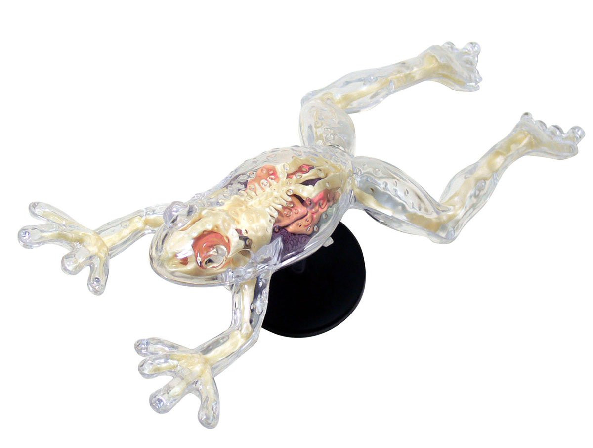 Aoshima 4D Vision No.13 Frog Anatomy Model | PlazaJapan