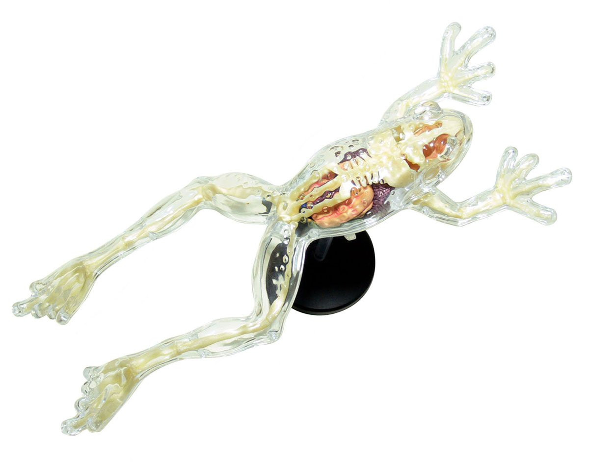 Aoshima 4D Vision No.13 Frog Anatomy Model | PlazaJapan