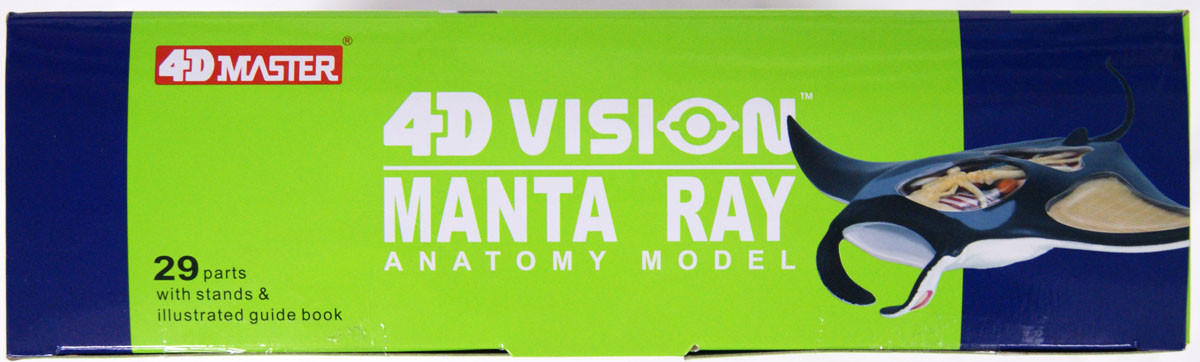 Aoshima 4D Vision No.30 Manta Ray Anatomy Model | PlazaJapan