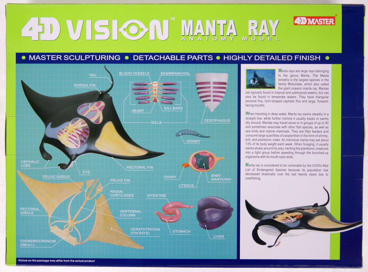 Aoshima 4D Vision No.30 Manta Ray Anatomy Model | PlazaJapan