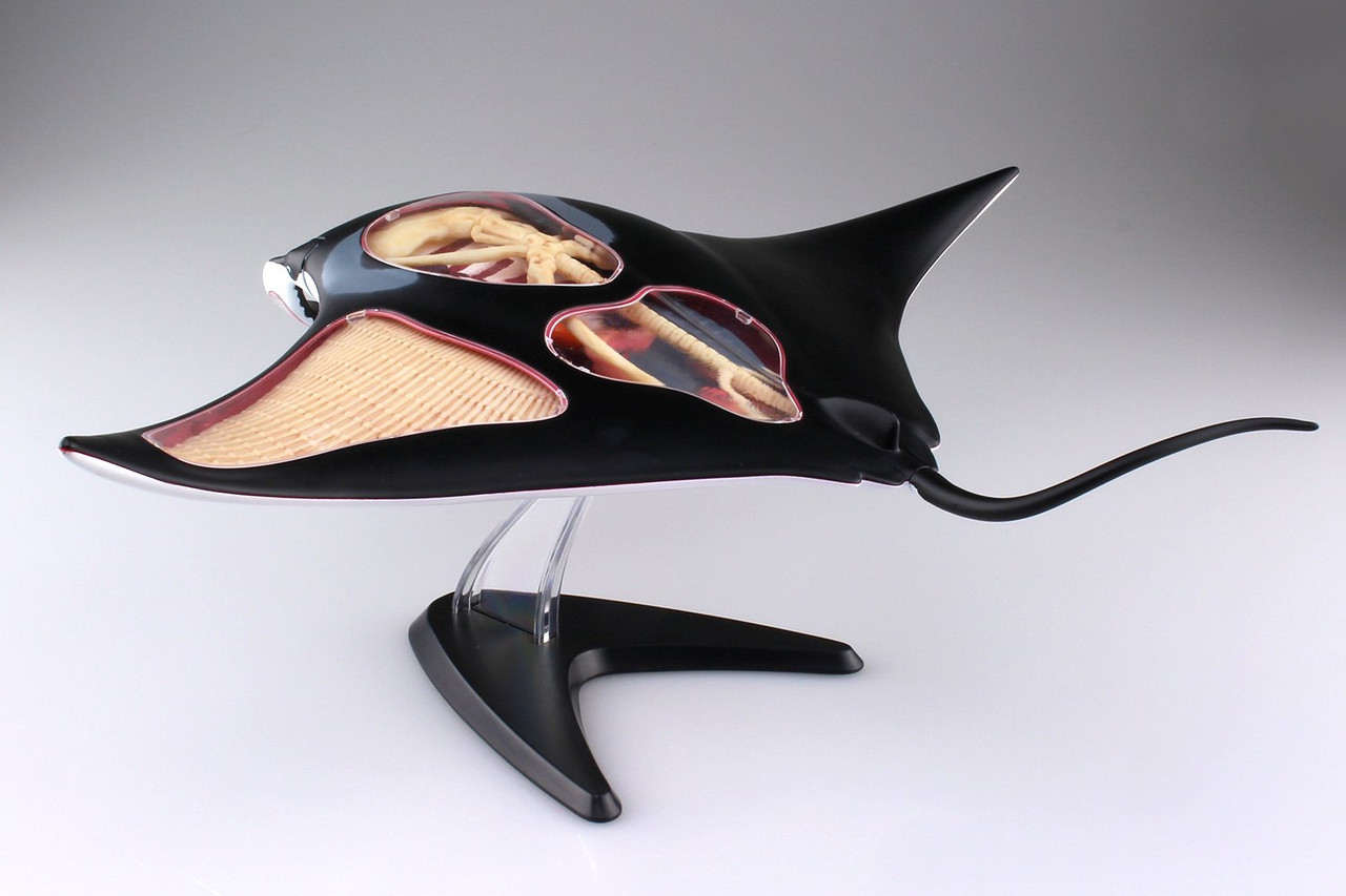 Aoshima 4D Vision No.30 Manta Ray Anatomy Model | PlazaJapan