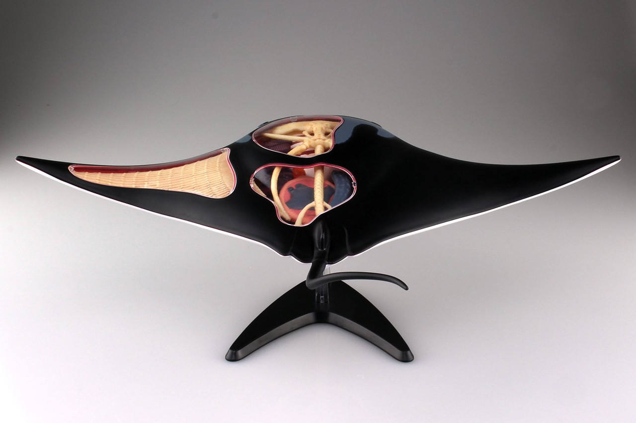 Aoshima 4D Vision No.30 Manta Ray Anatomy Model | PlazaJapan