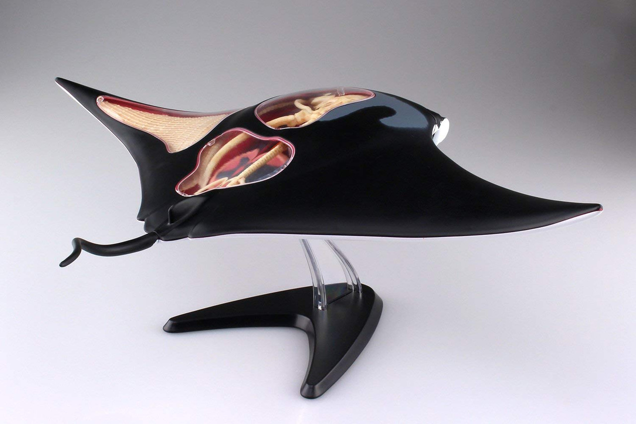 Aoshima 4D Vision No.30 Manta Ray Anatomy Model | PlazaJapan