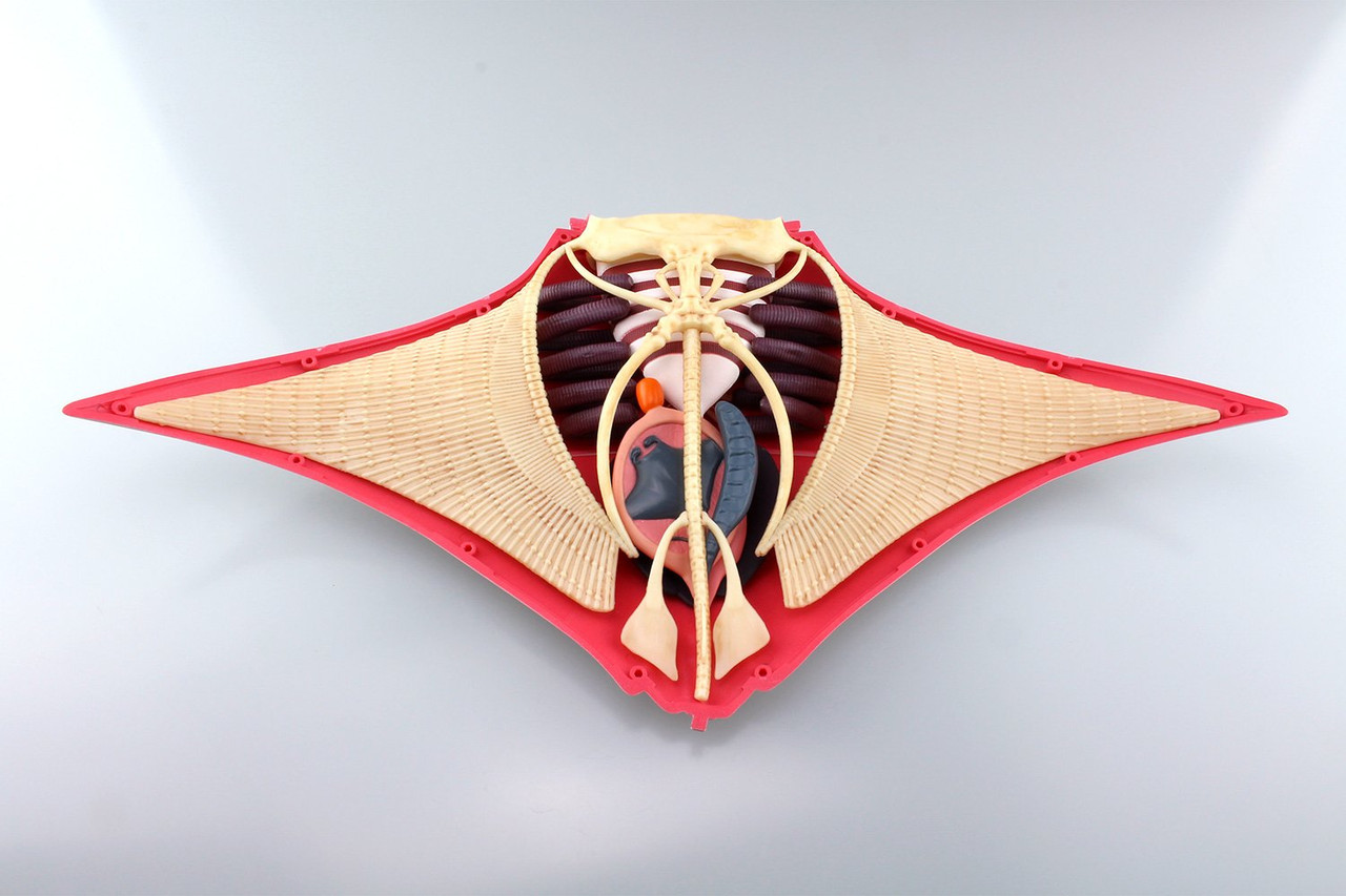 Aoshima 4D Vision No.30 Manta Ray Anatomy Model | PlazaJapan