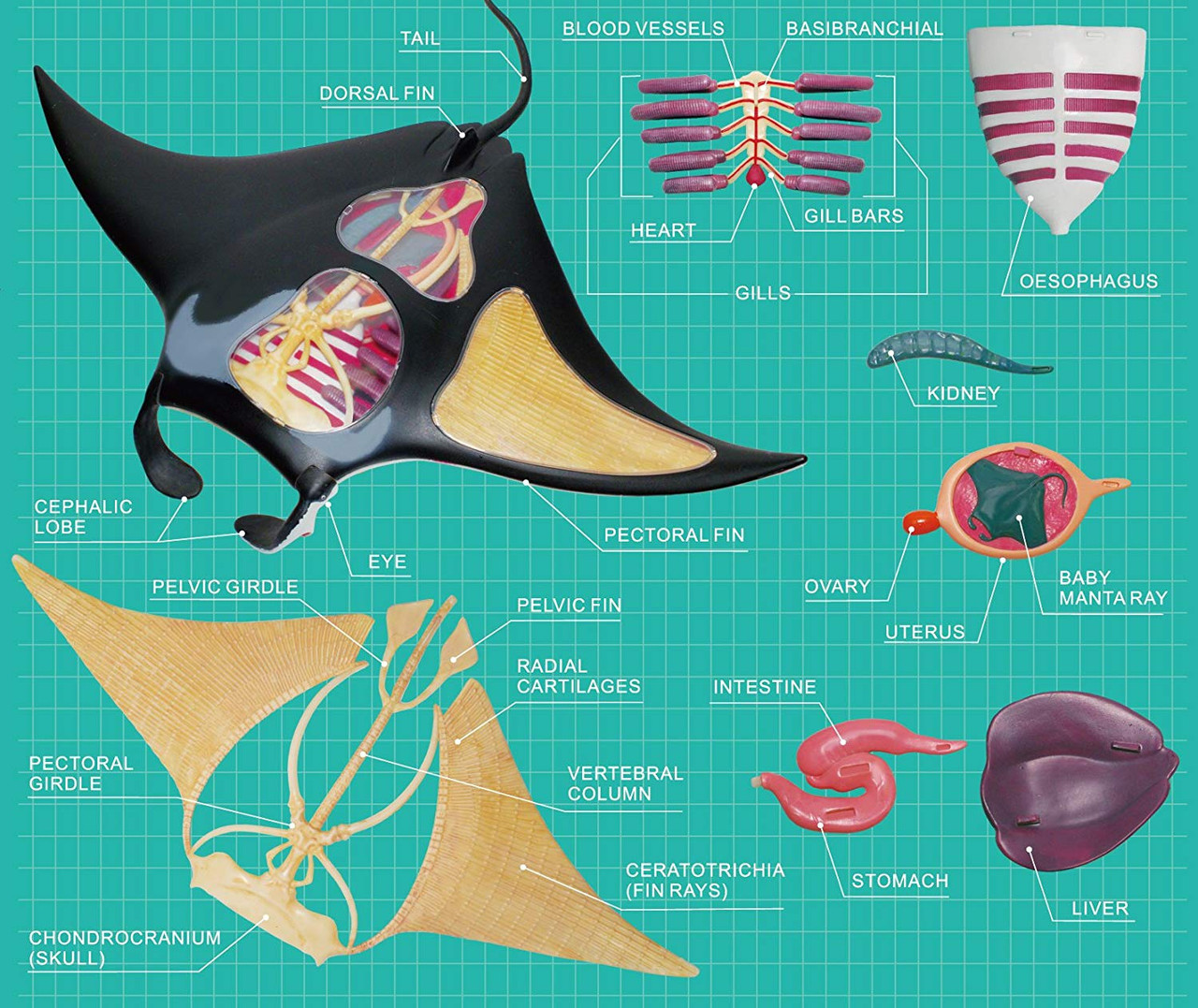 Aoshima 4D Vision No.30 Manta Ray Anatomy Model | PlazaJapan