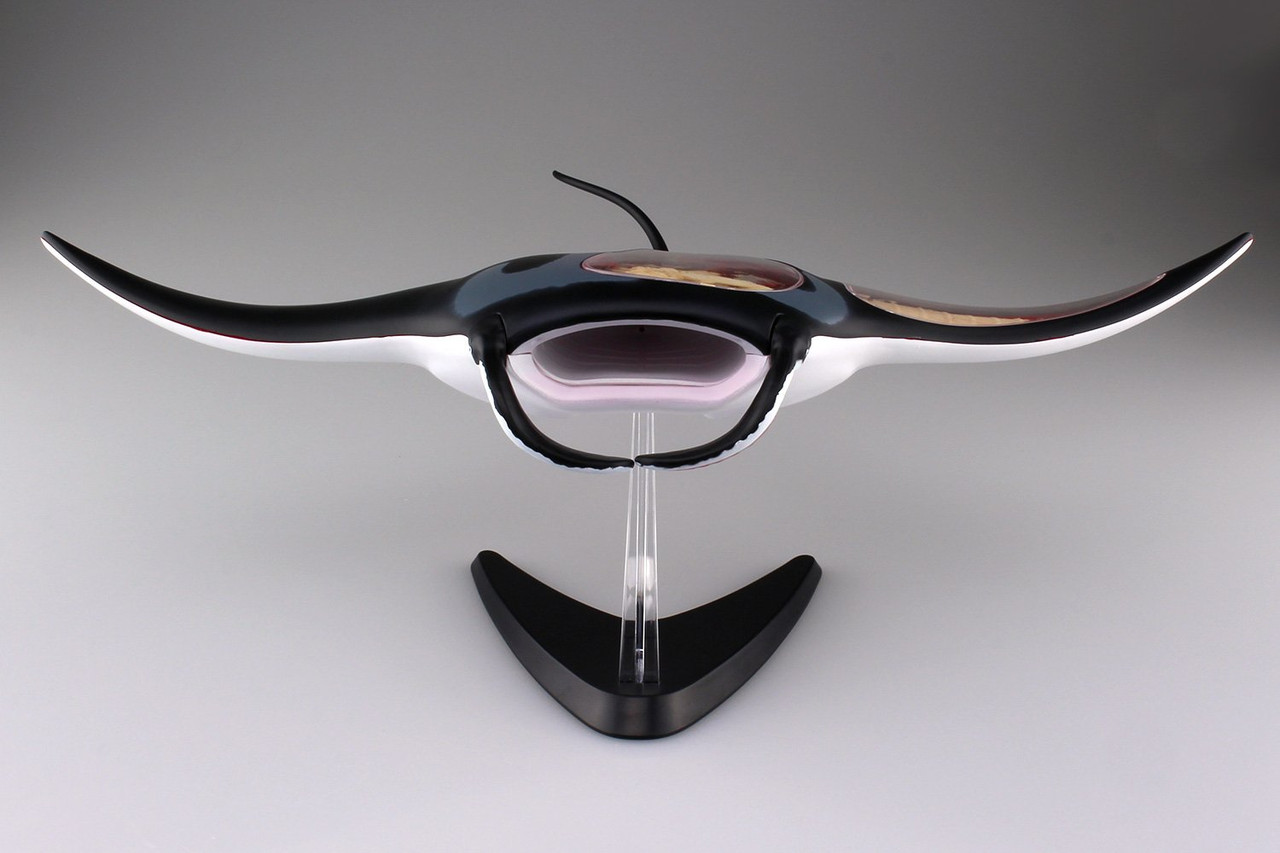 Aoshima 4D Vision No.30 Manta Ray Anatomy Model | PlazaJapan