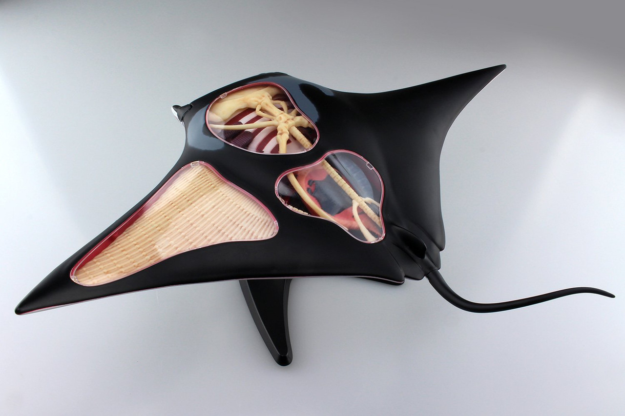 manta様用です°・*:.。.☆ Aoshima 4D Vision No.30 Manta Ray Anatomy Model | PlazaJapan