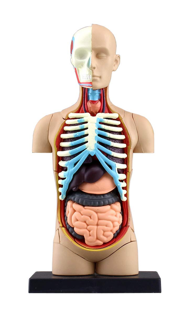 Aoshima 4D Vision Human Anatomy Model No.1 Torso