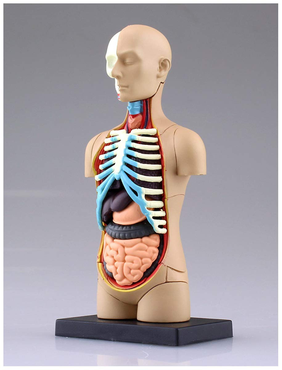 Aoshima 4D Vision Human Anatomy Model No.1 Torso
