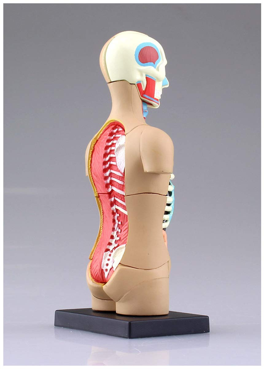Aoshima 4D Vision Human Anatomy Model No.1 Torso
