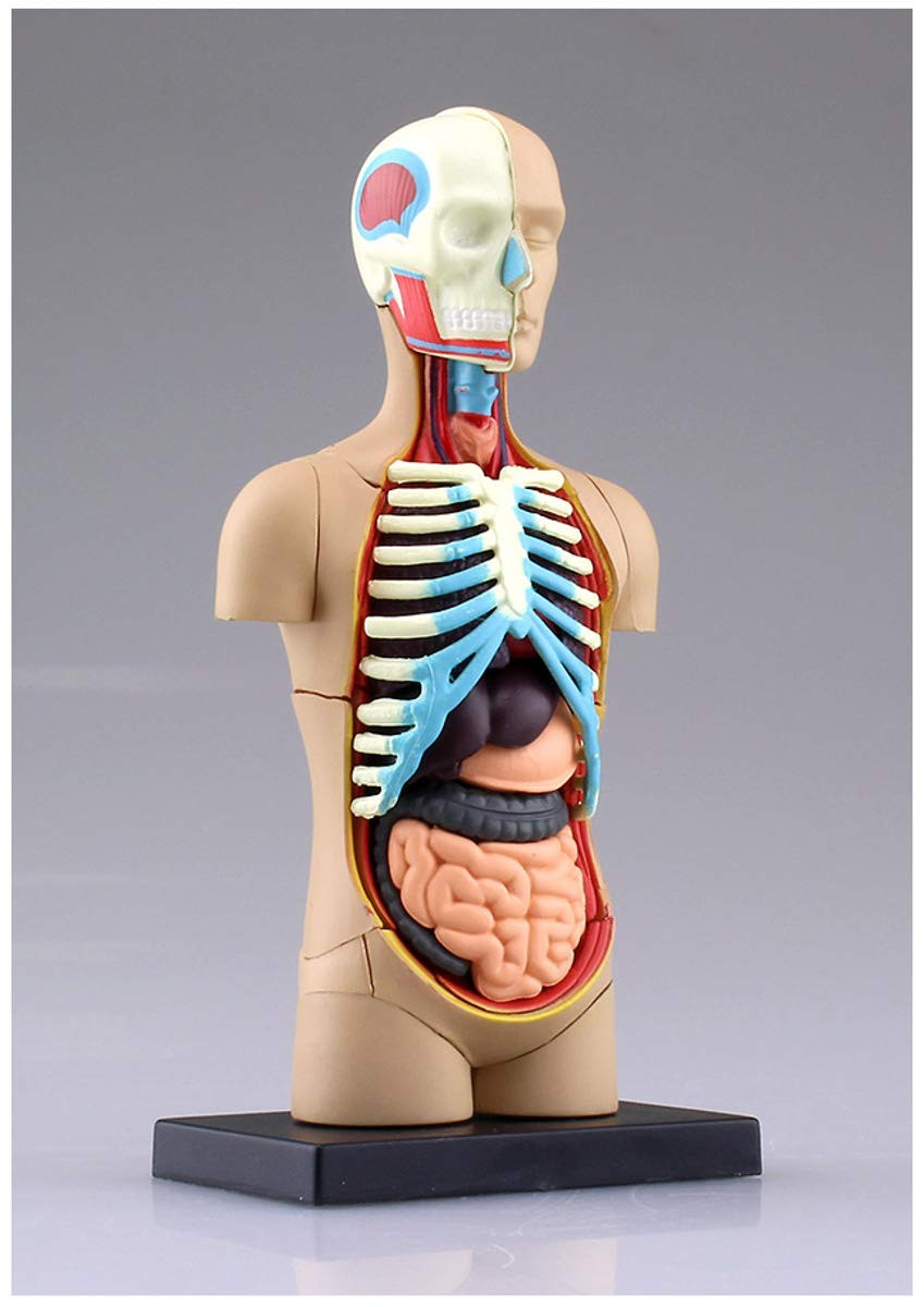 Aoshima 4D Vision Human Anatomy Model No.1 Torso
