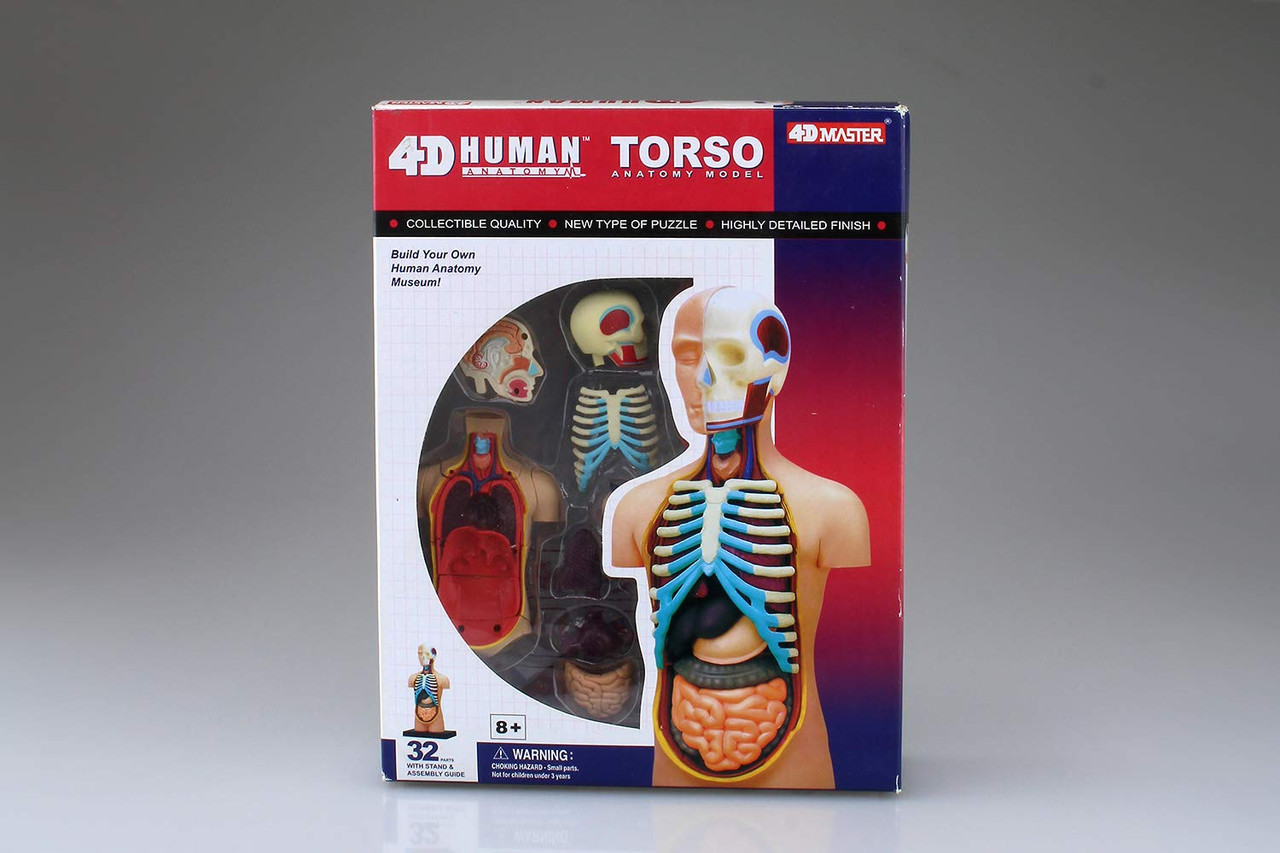 Aoshima 4D Vision Human Anatomy Model No.1 Torso