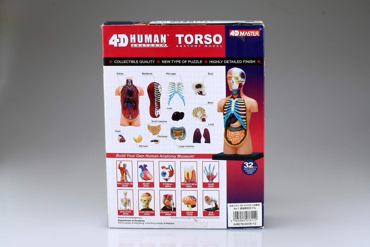 Aoshima 4D Vision Human Anatomy Model No.1 Torso