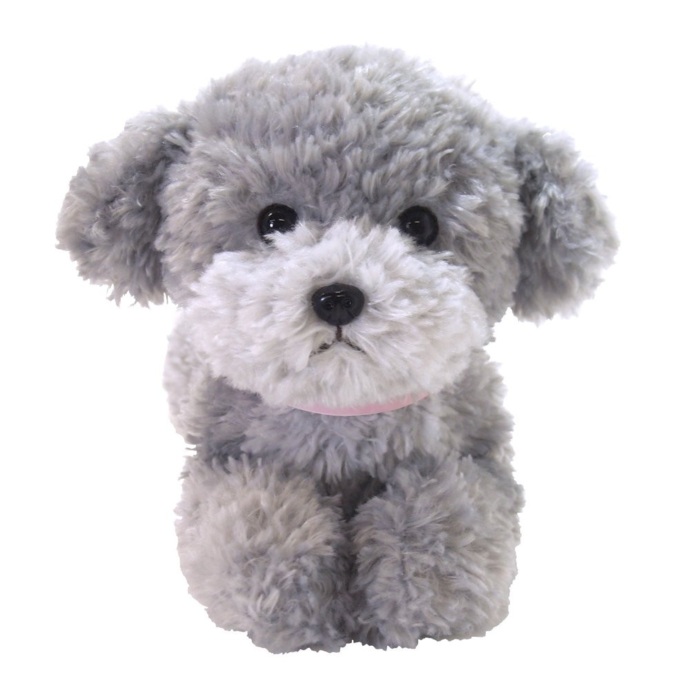 gray teacup poodle