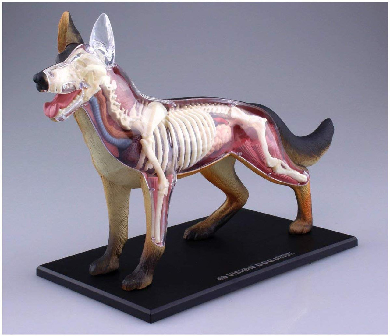 Aoshima 107102 4D Vision No.18 Dog Anatomy Model