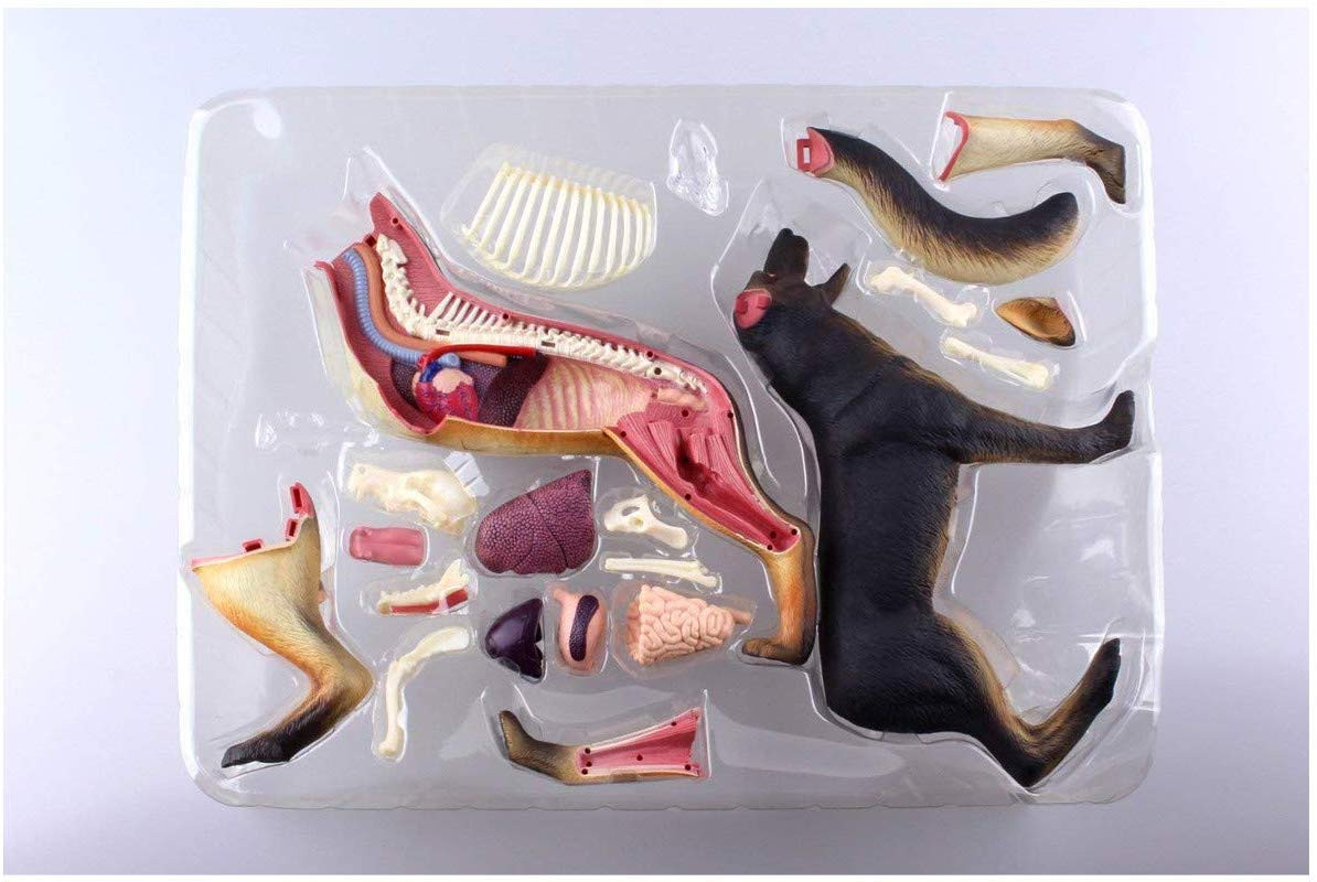 Aoshima 107102 4D Vision No.18 Dog Anatomy Model