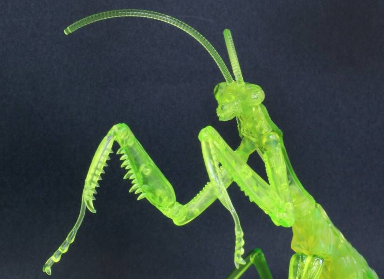 Research Series Tenodera Aridifolia Clear Green(Japanese Giant Mantis)