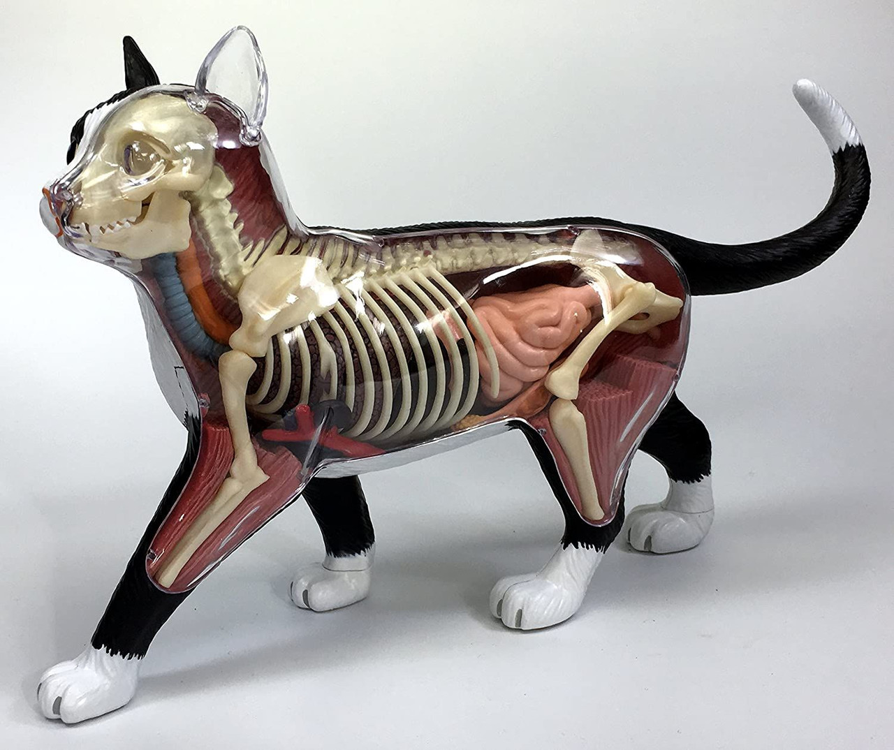 4D Vision Cat Black/White Anatomy Plastic Model