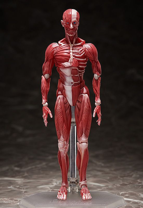 figma 人体模型 figma Human Anatomical Model