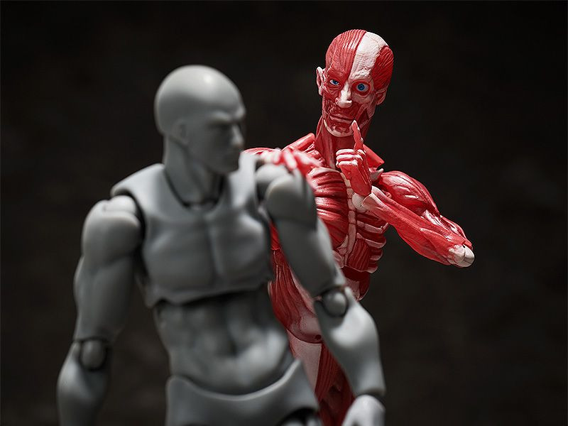 figma Human Anatomical Model