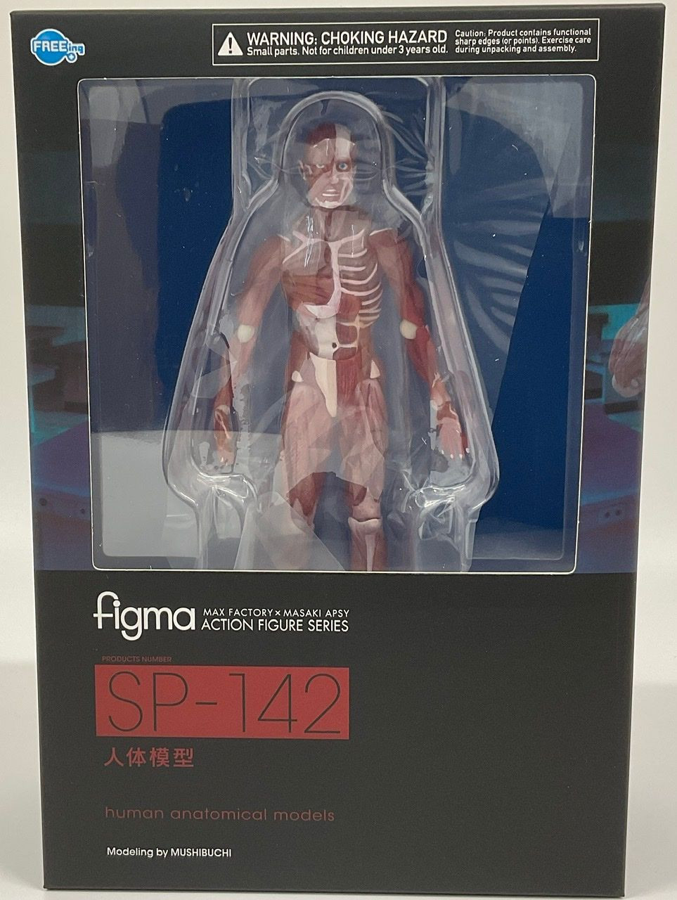 figma Human Anatomical Model
