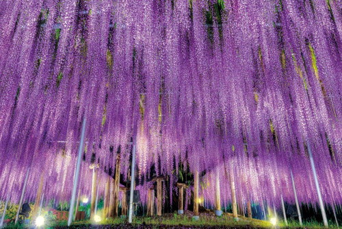 Epoch Jigsaw Puzzle 10-806 Ashikaga Big Wisteria Floribunda Tochigi (1000 Pieces)