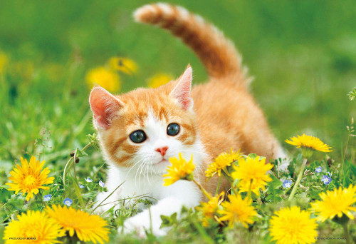Beverly Jigsaw Puzzle P33-174 Cat and Dandelion Flower (300 Pieces)